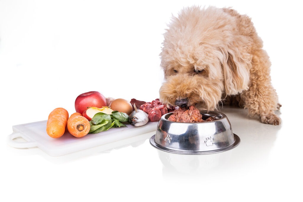 Why Fresh, Home-Cooked Food is the Best Choice for Your Dog
