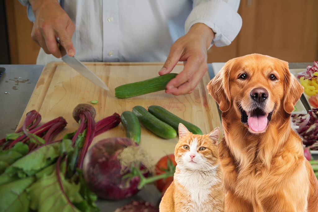 From Scraps to Superfood: Turning Kitchen Leftovers into Healthy Pet Meals