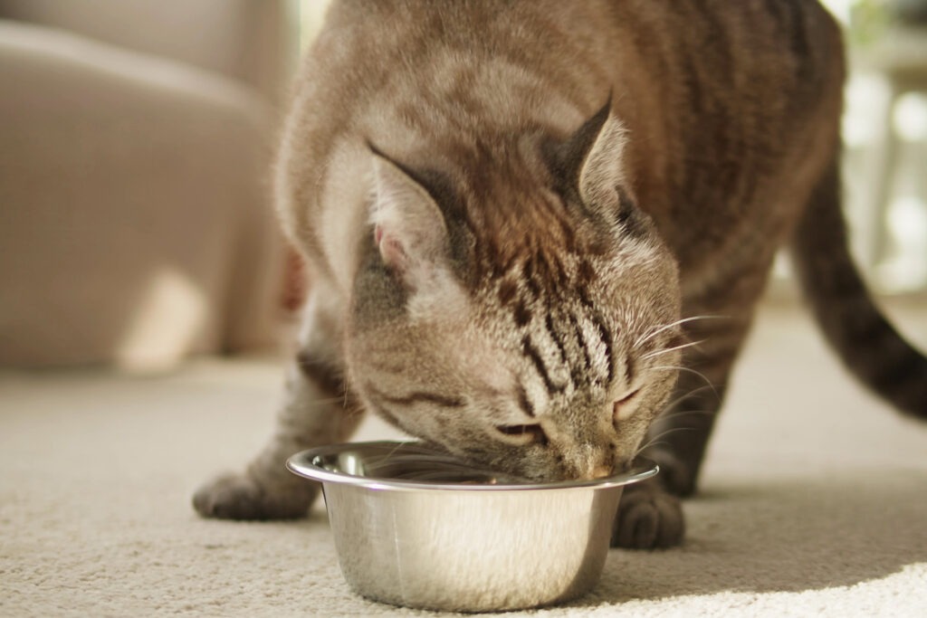 Cat eating homemade food