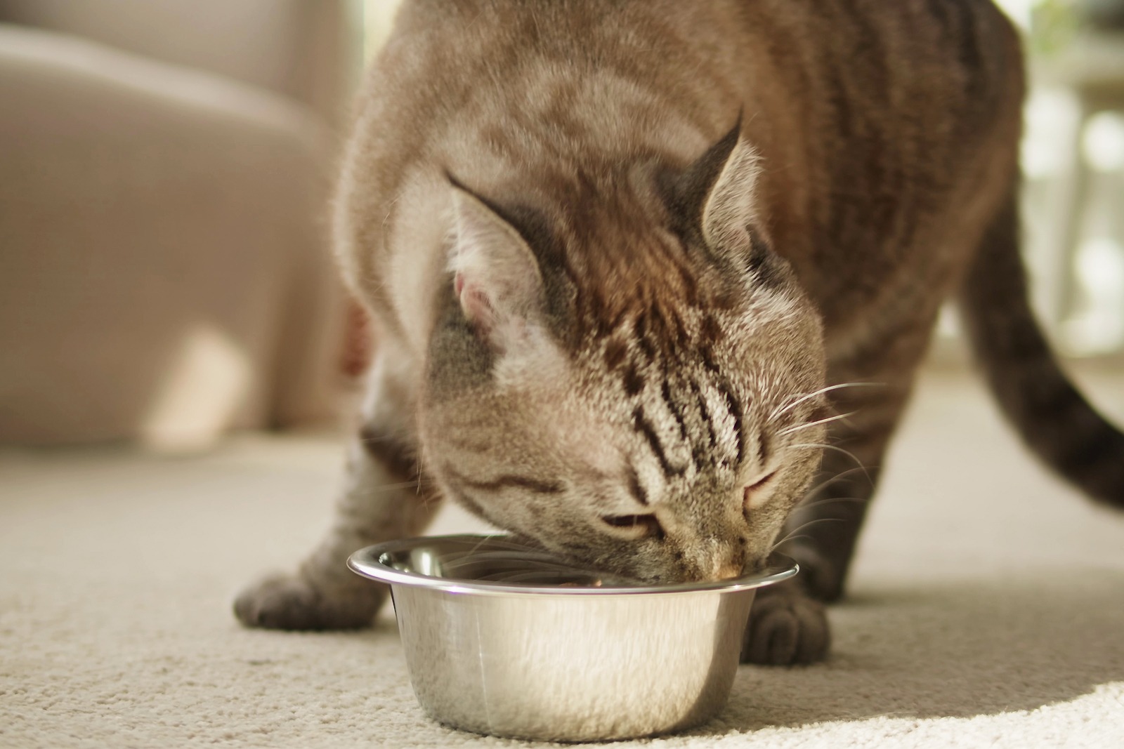Cat eating homemade food