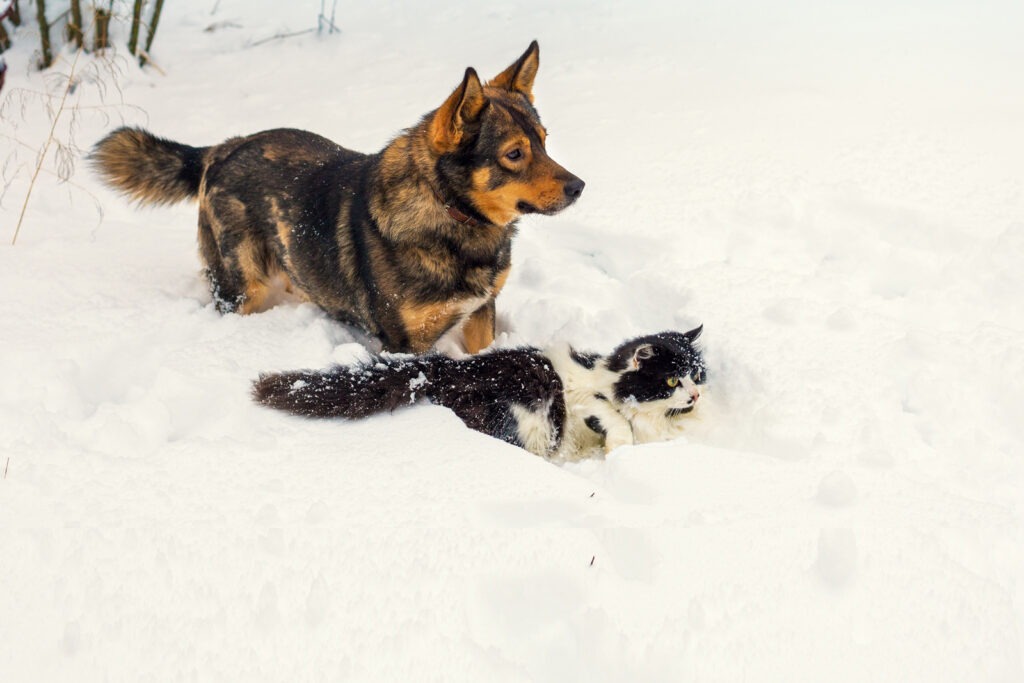 Healthy pet dog and cat
