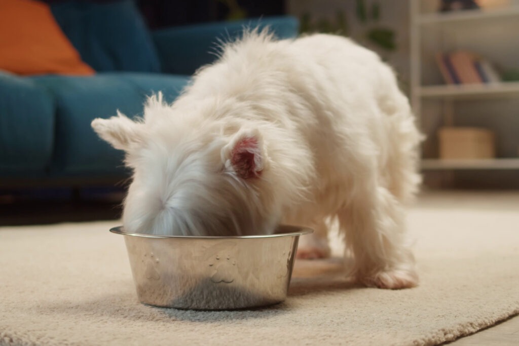 Freshness of Home Cooked Dog Food