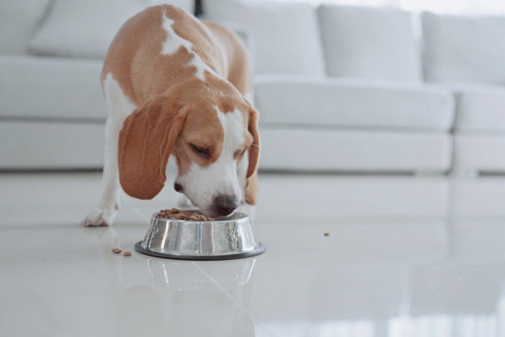 Don't rent your dog food, own it.